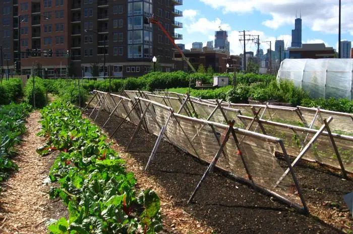 Developing an Urban Agriculture Business on Limited Land