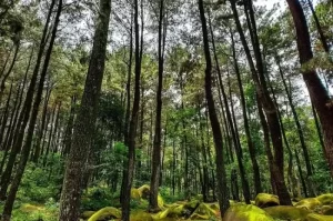 Nature Tourism Spots in Bogor with Exotic Views and a Peaceful Atmosphere